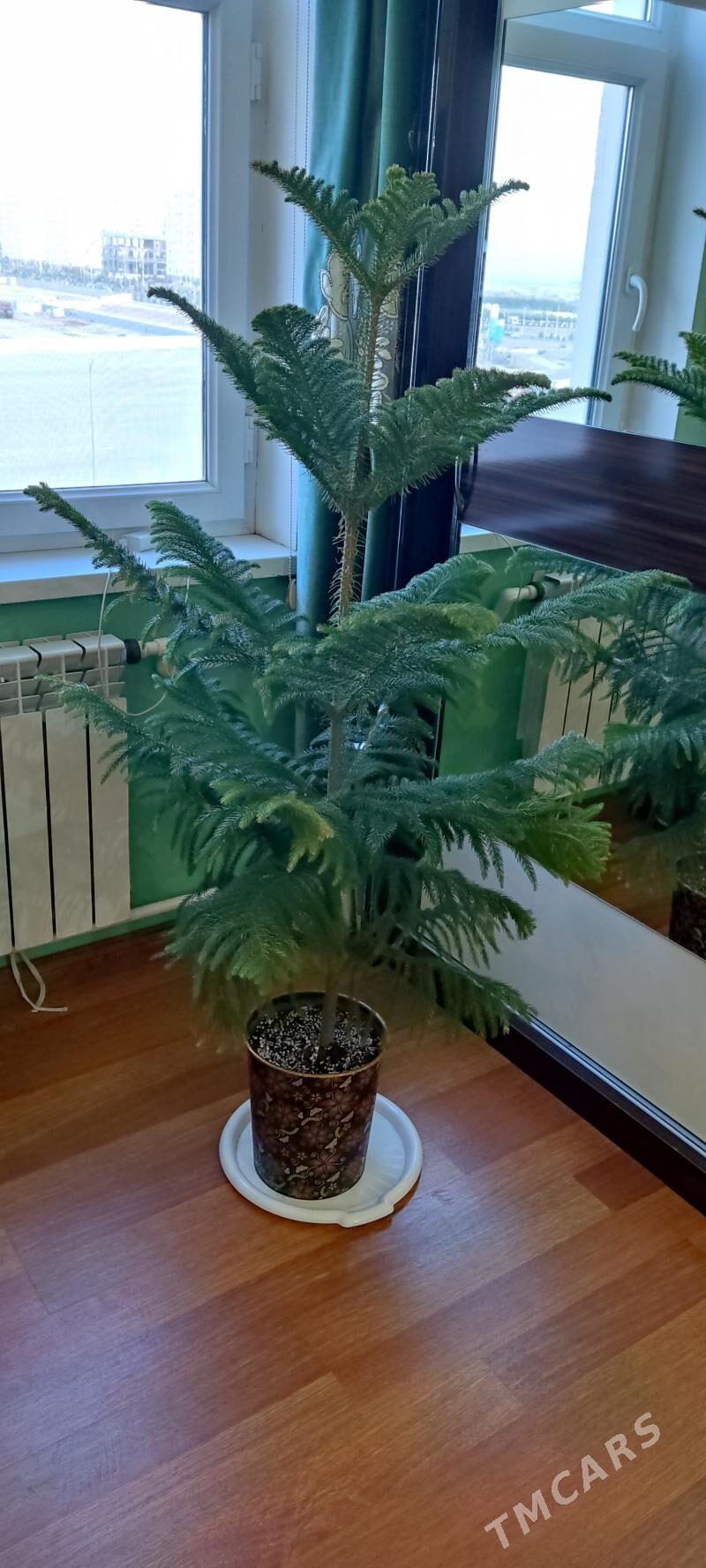 Палама Арека 180см - Parahat 4 - img 2