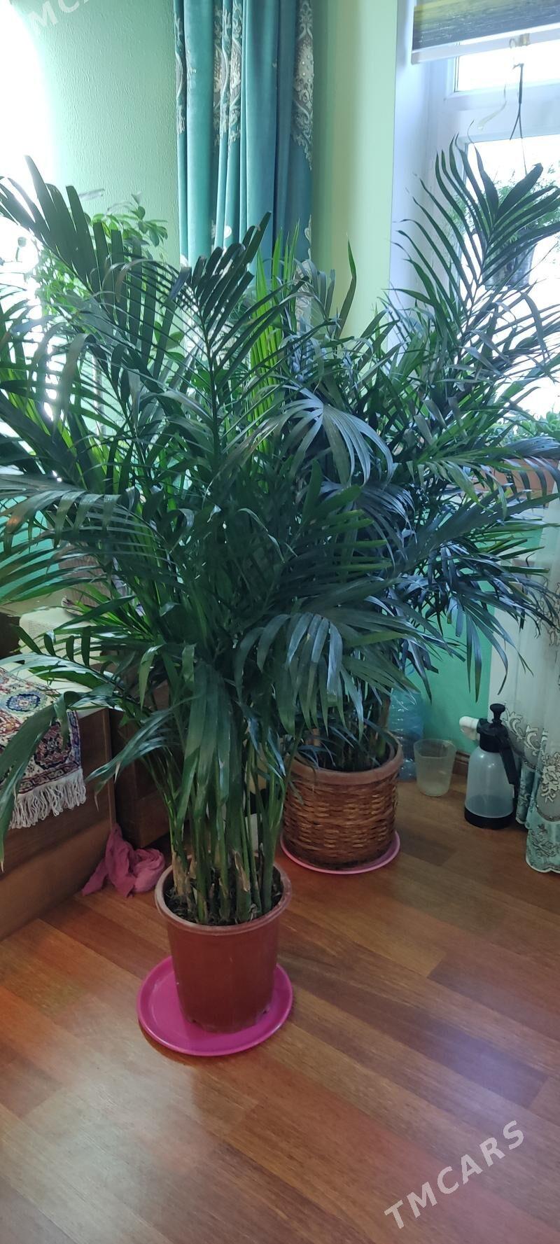 Палама Арека 180см - Parahat 4 - img 1