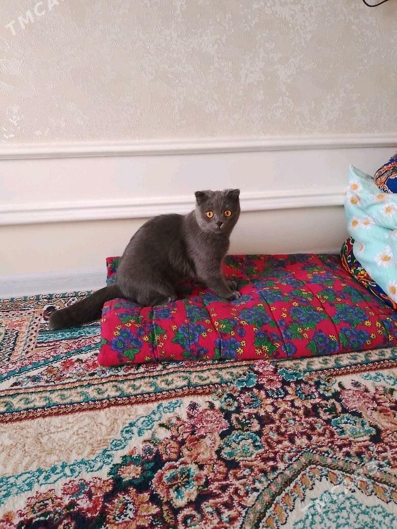 Шотландские Кошки - 11 мкр - img 3