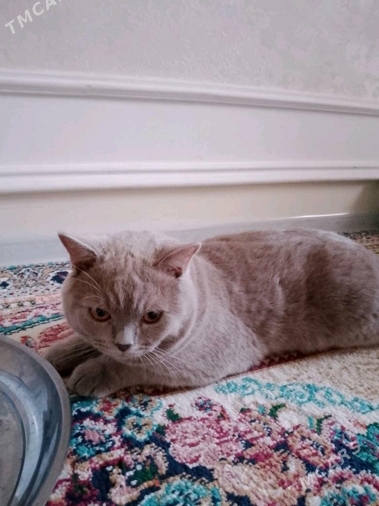 Шотландские Кошки - 11 мкр - img 2