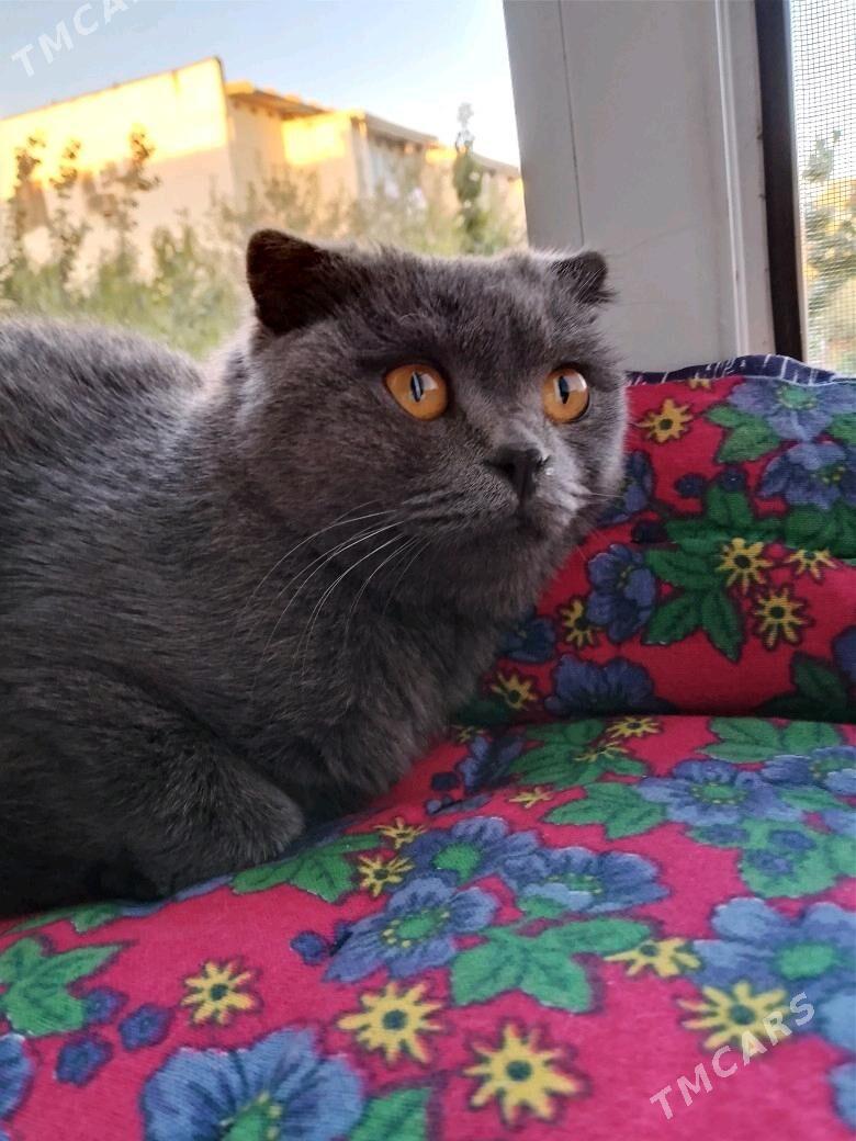 Шотландские Кошки - 11 мкр - img 4