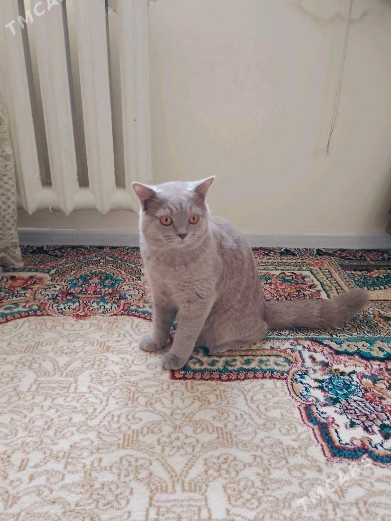 Шотландские Кошки - 11 мкр - img 5