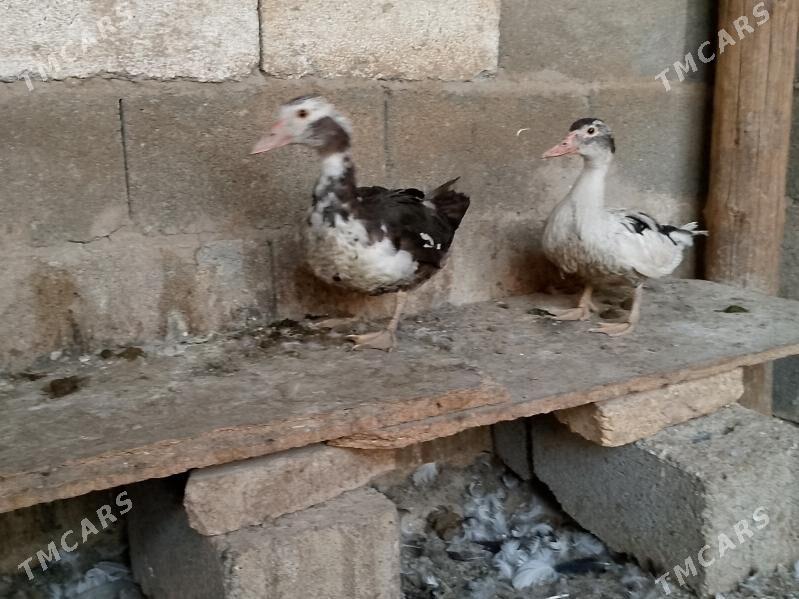 ördek indutga - Bagyr - img 1