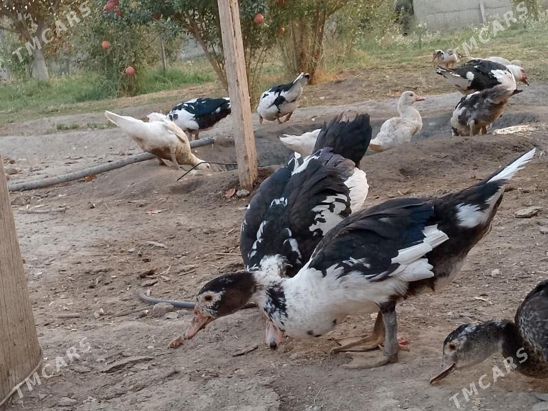 ördek  indutga - Bagyr - img 2