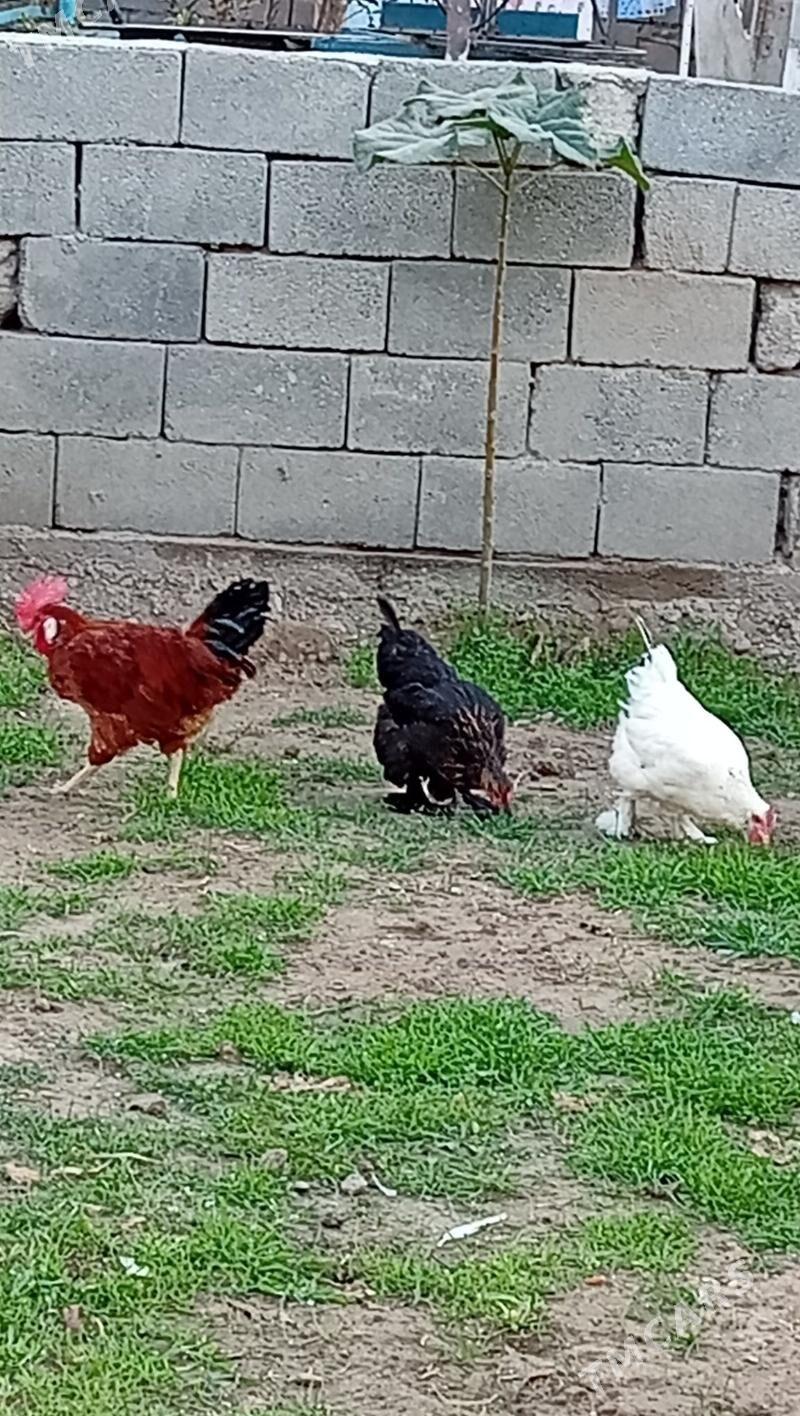 towuk - Büzmeýin - img 2