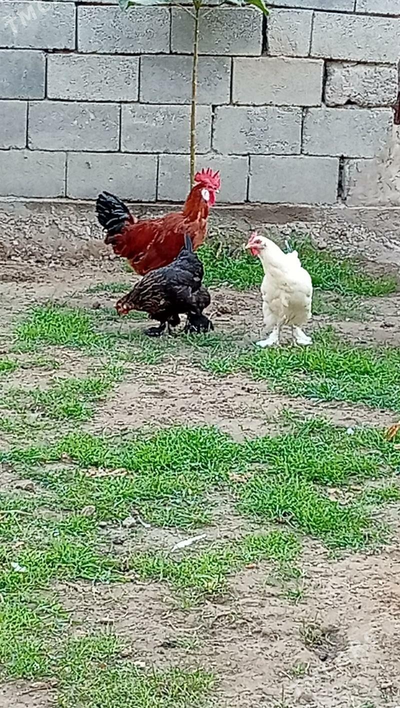 towuk - Büzmeýin - img 1