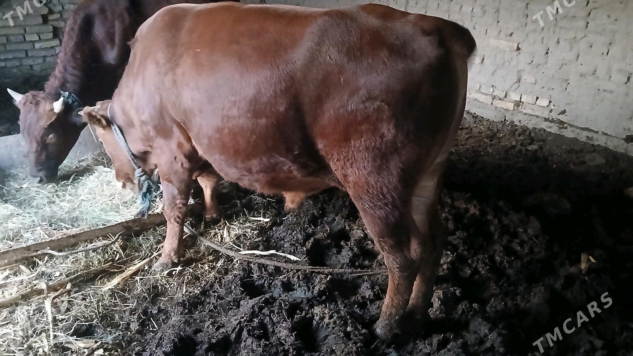 okuz - Мары - img 3