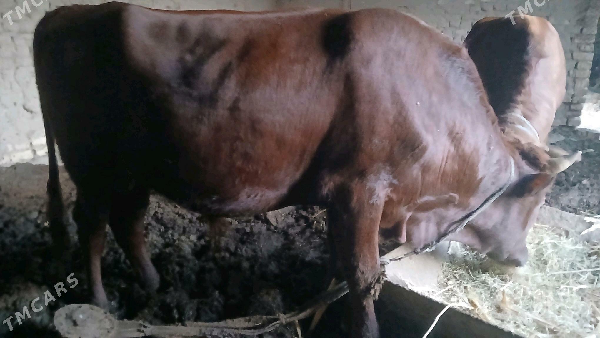 okuz - Мары - img 4