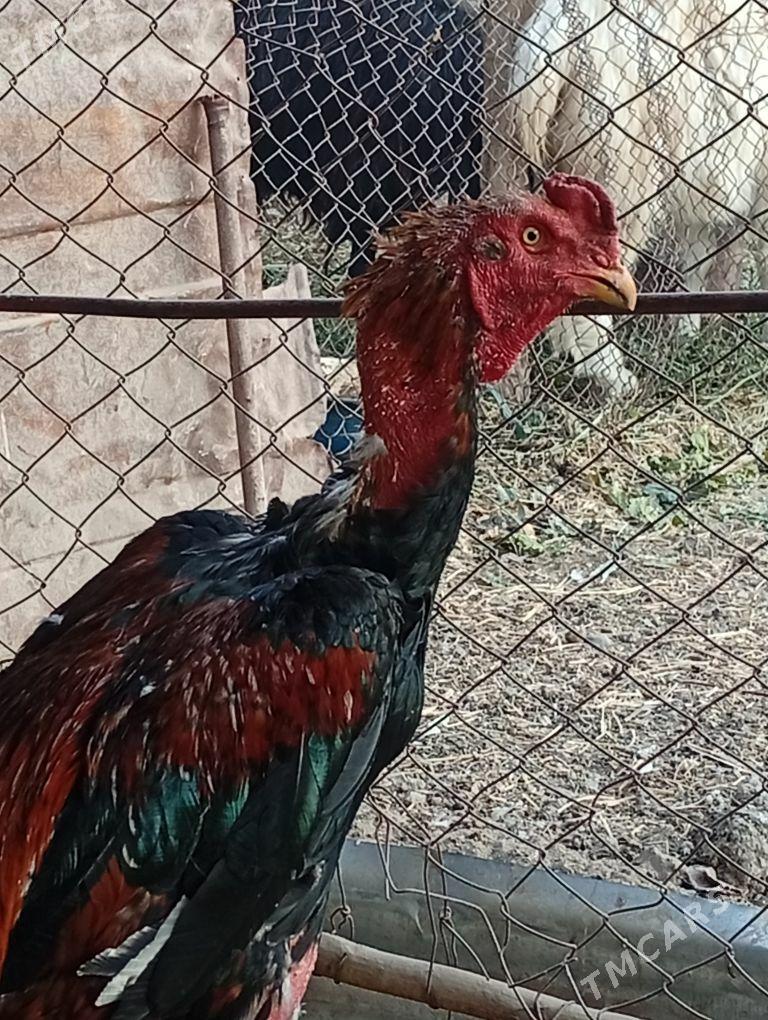 Baýes horaz - Baýramaly - img 6