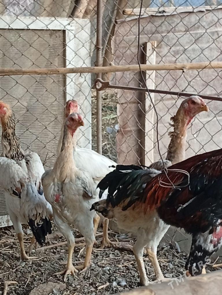 Baýes horaz - Baýramaly - img 4