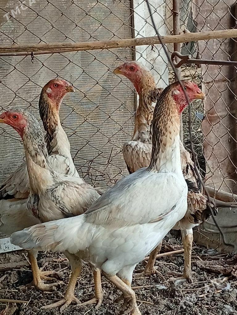 Baýes horaz - Baýramaly - img 3