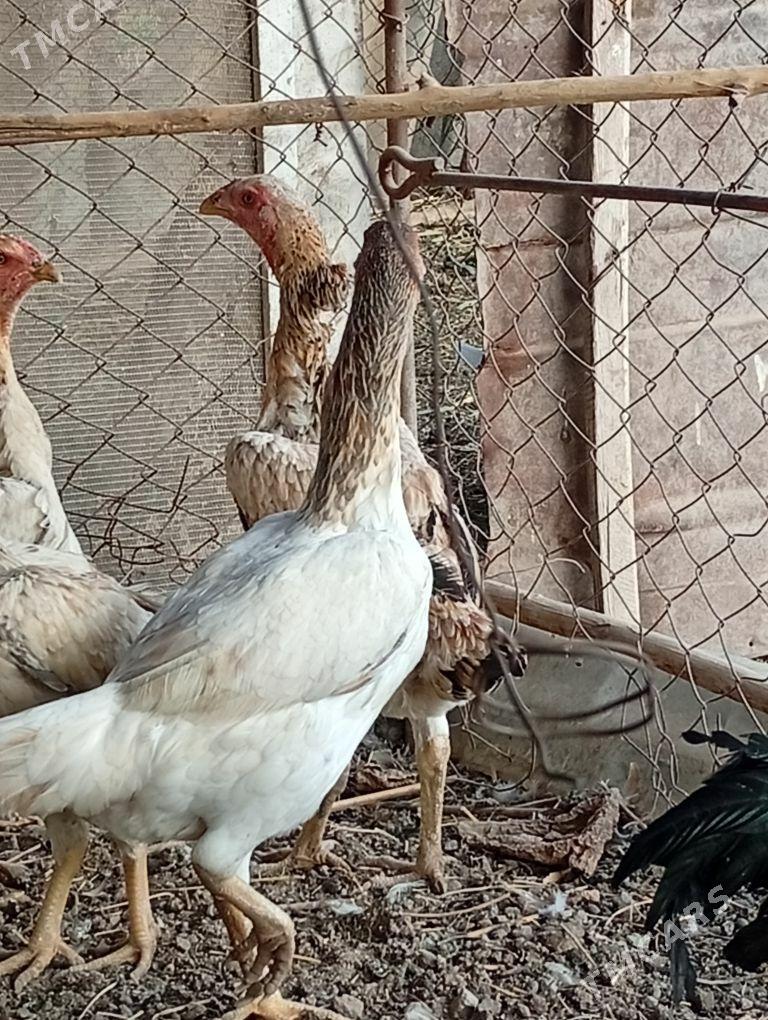 Baýes horaz - Baýramaly - img 5