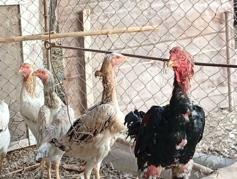 Baýes horaz - Baýramaly - img 2