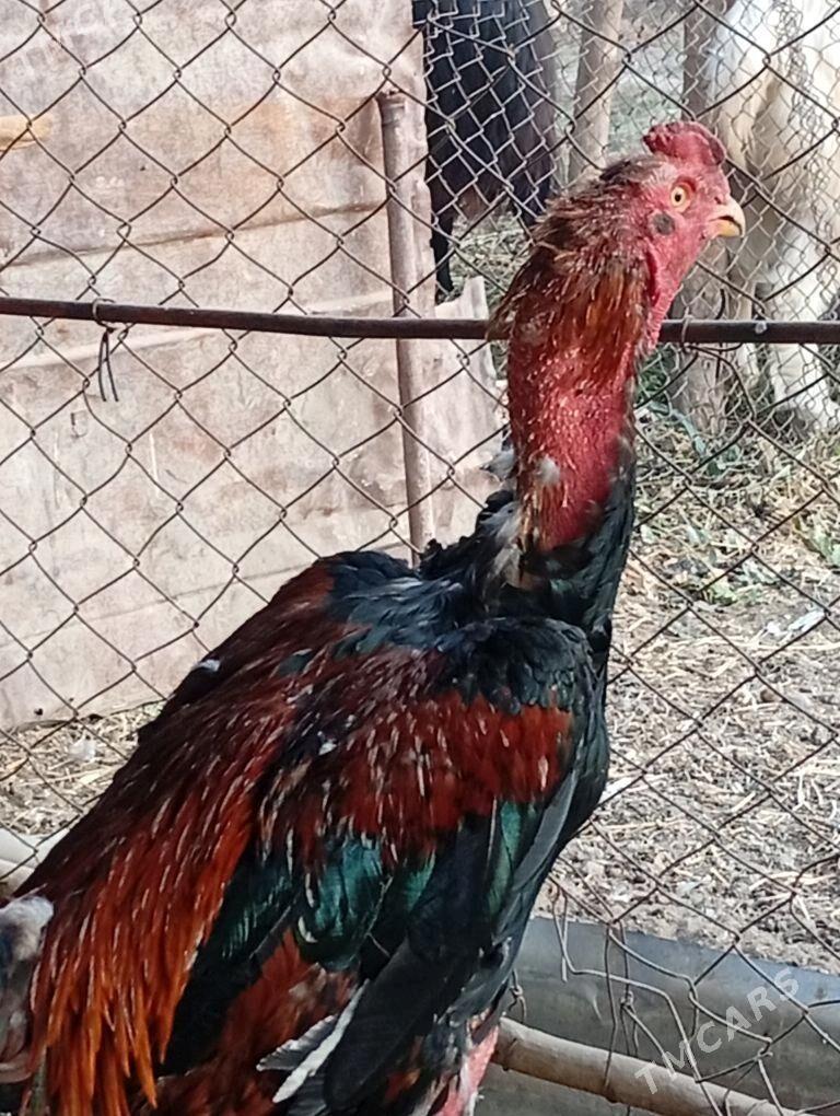 Baýes horaz - Baýramaly - img 7