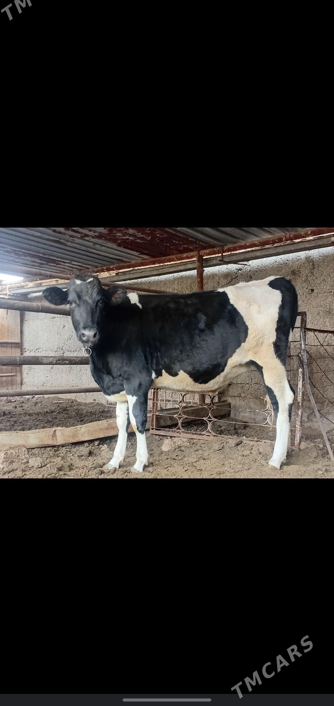 tuwe - Aşgabat - img 7