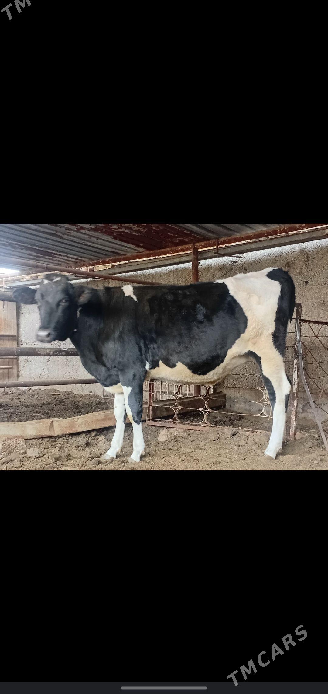 tuwe - Aşgabat - img 6