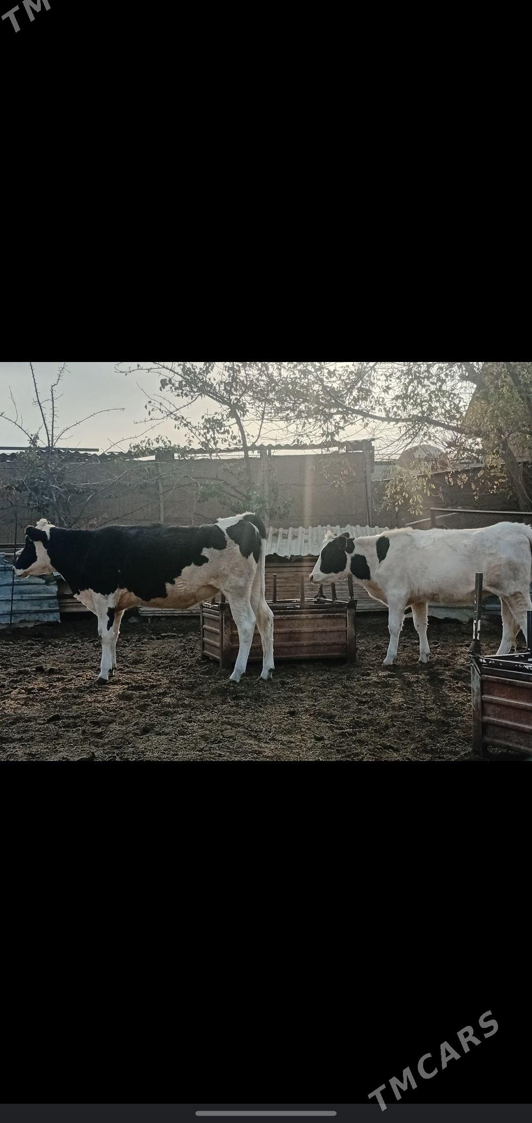 tuwe - Aşgabat - img 8