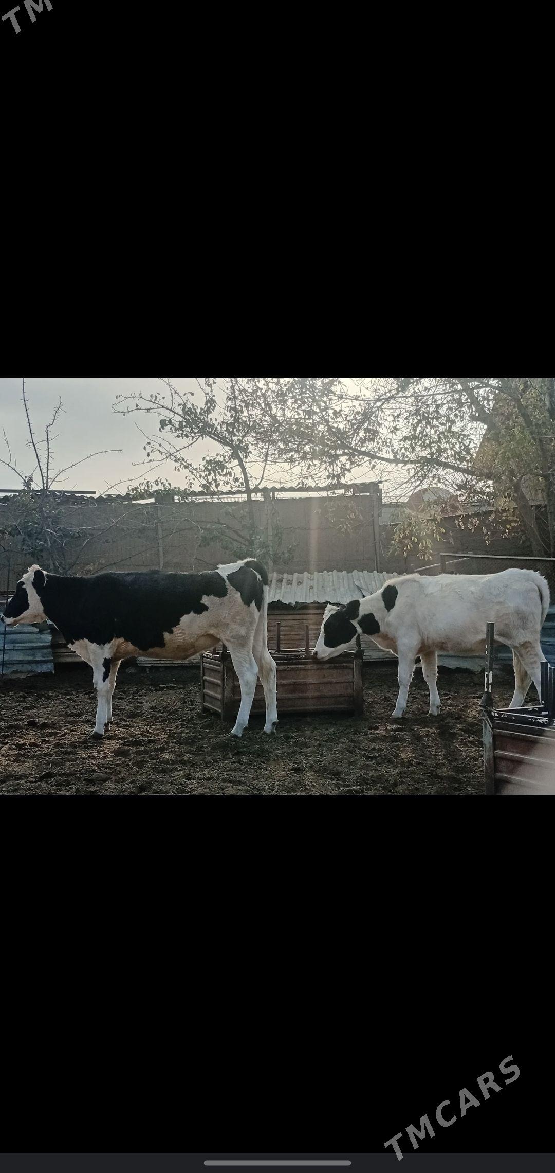 tuwe - Aşgabat - img 5