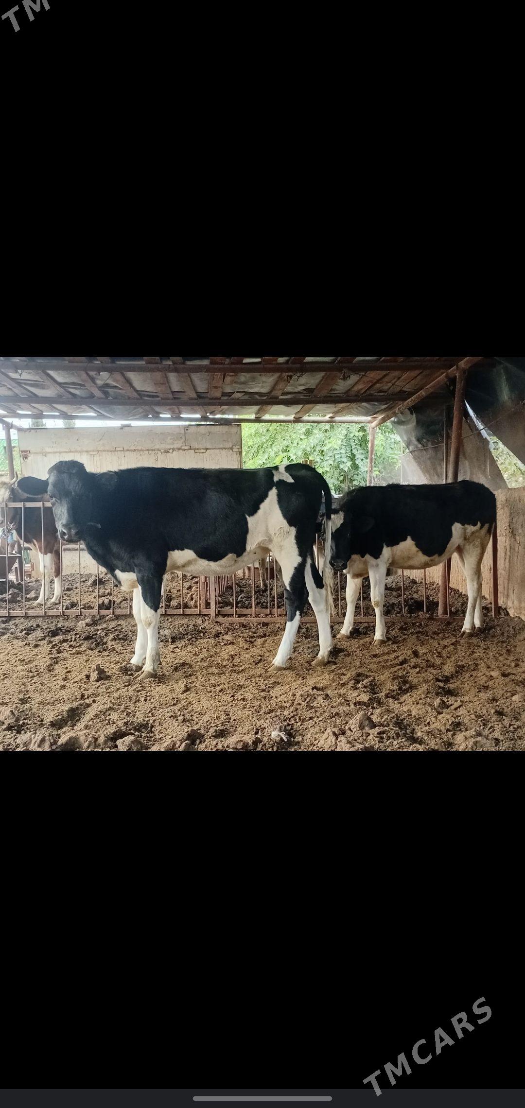 tuwe - Aşgabat - img 3