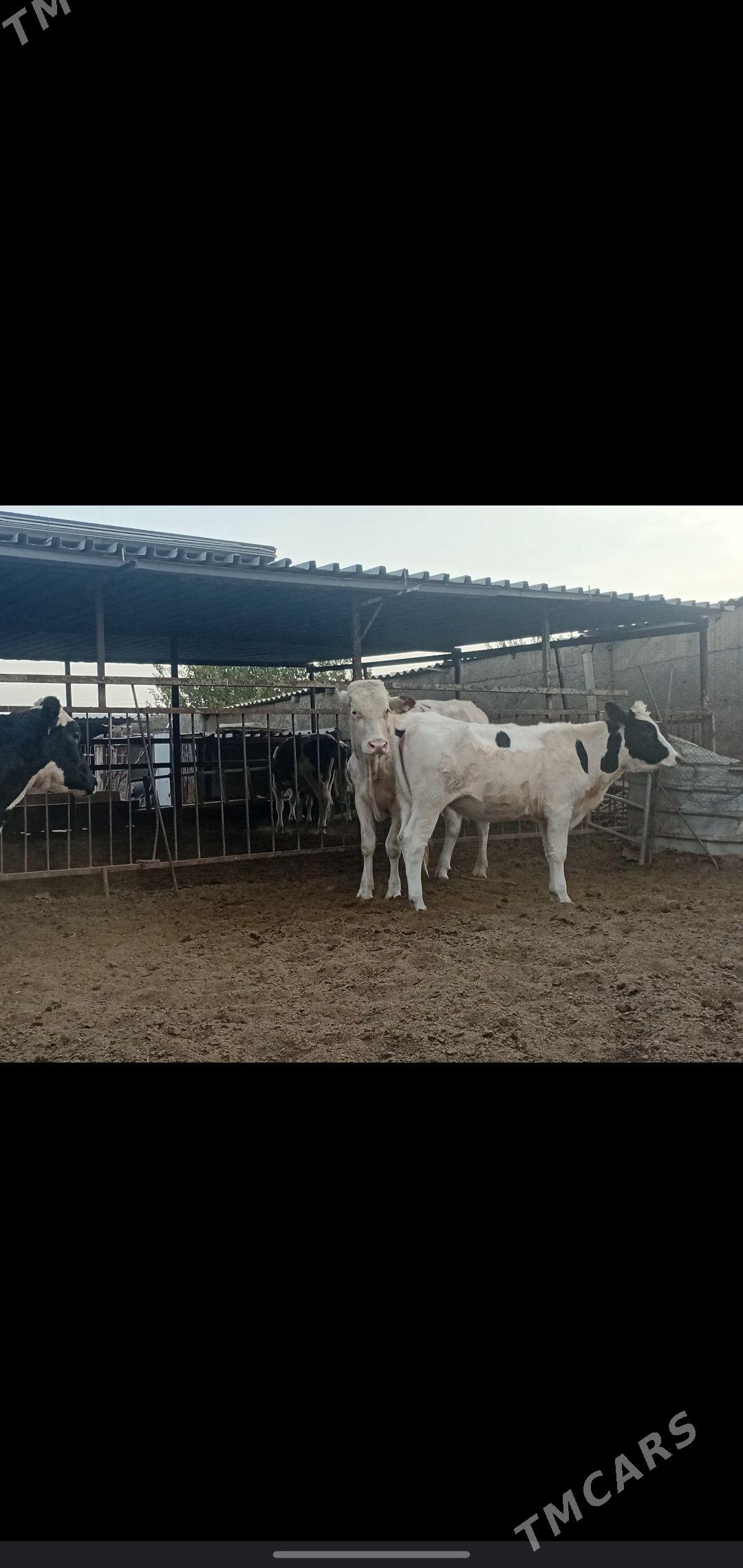 tuwe - Aşgabat - img 2