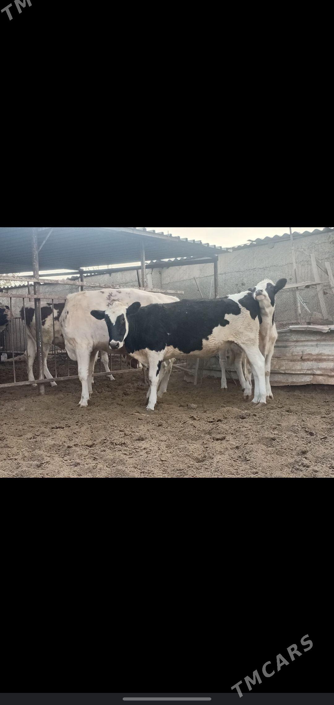 tuwe - Aşgabat - img 4