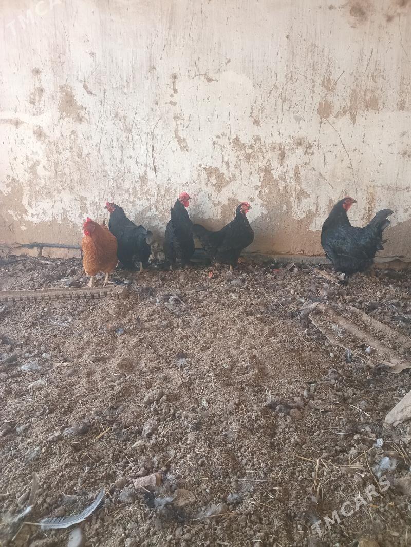 Tovuklar - Murgap - img 3