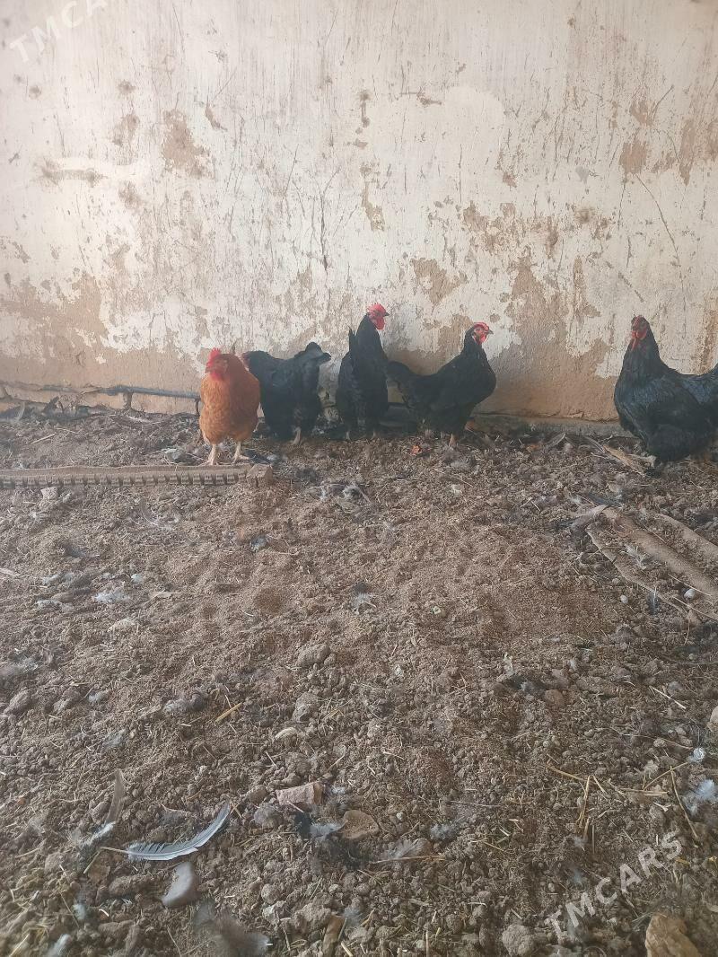 Tovuklar - Murgap - img 2