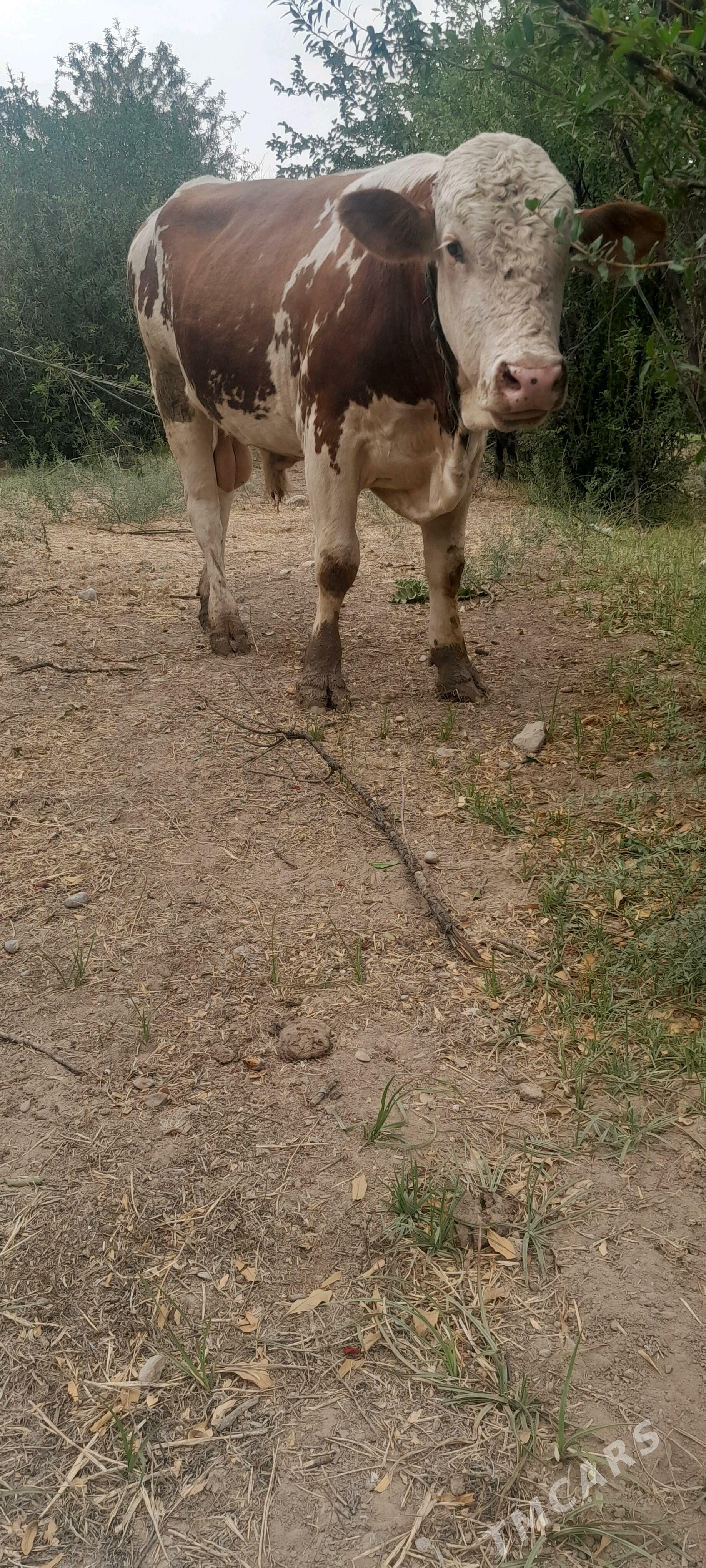 öküz - Bagyr - img 1