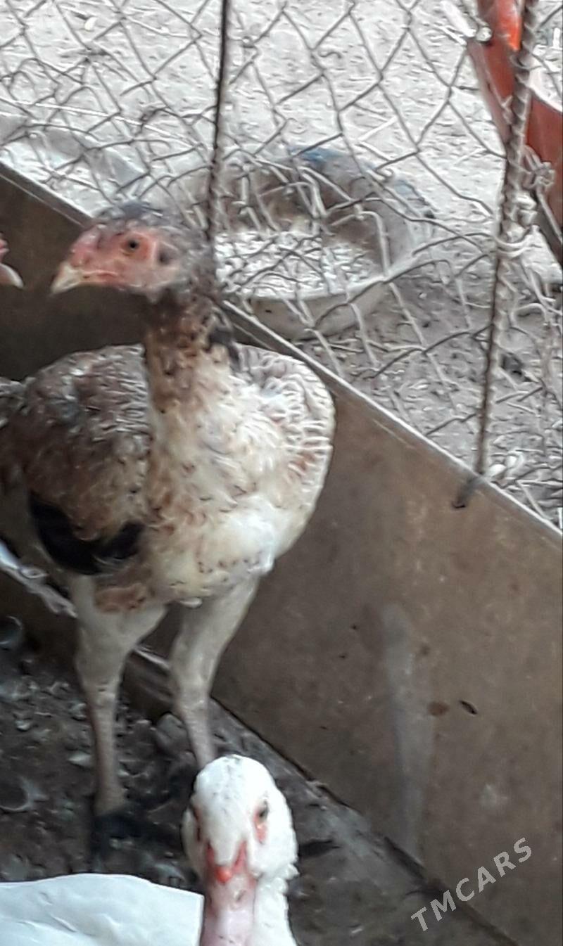 horaz bn towuk - Türkmenabat - img 1