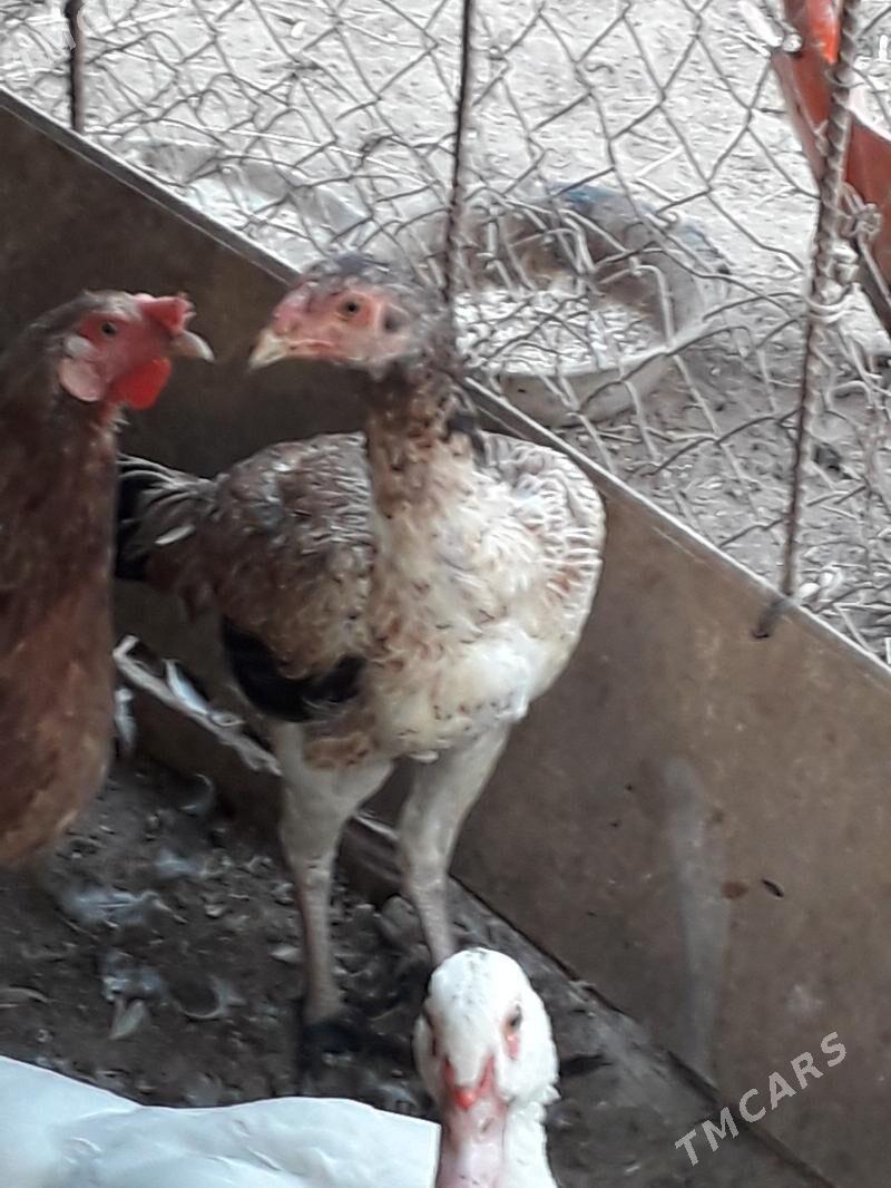 horaz bn towuk - Türkmenabat - img 3