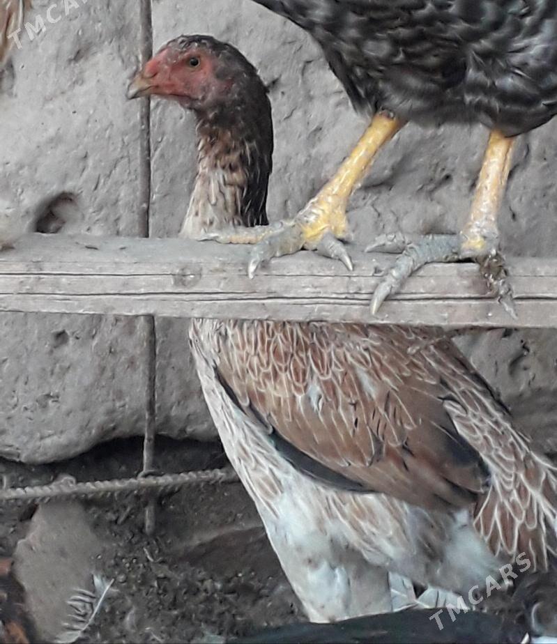 horaz bn towuk - Türkmenabat - img 2