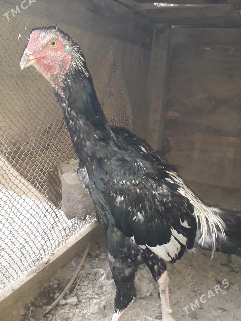 horaz bn towuk - Türkmenabat - img 5