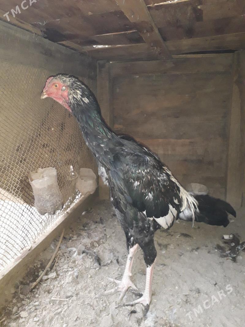 horaz bn towuk - Türkmenabat - img 4