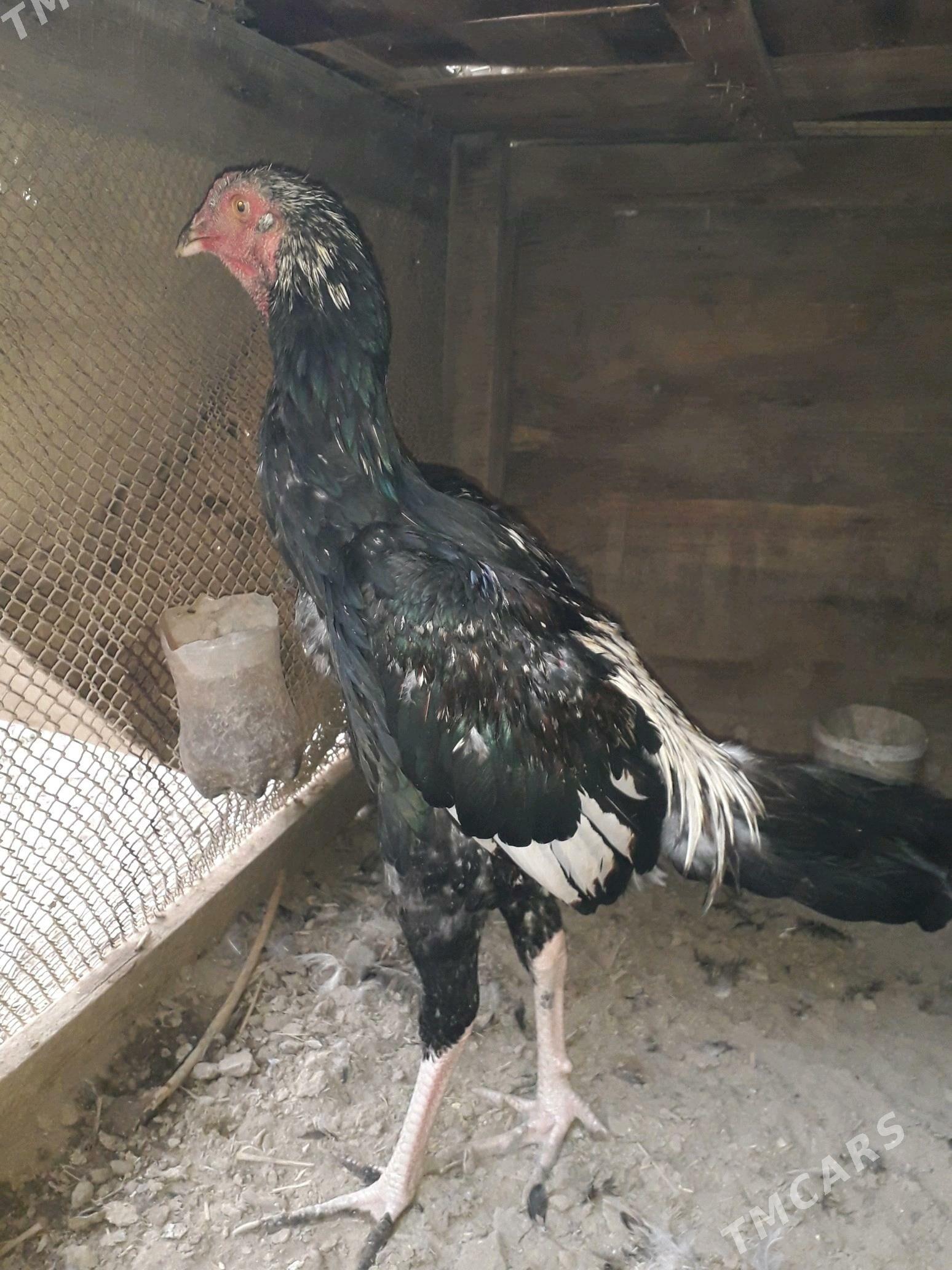 horaz bn towuk - Türkmenabat - img 6