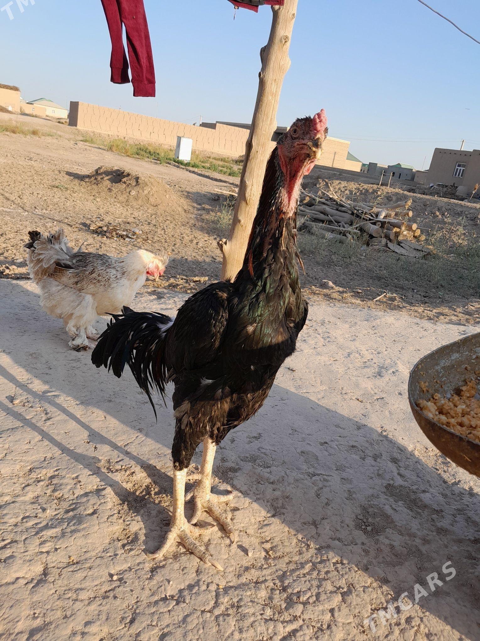 horaz - Гурбансолтан Едже - img 2