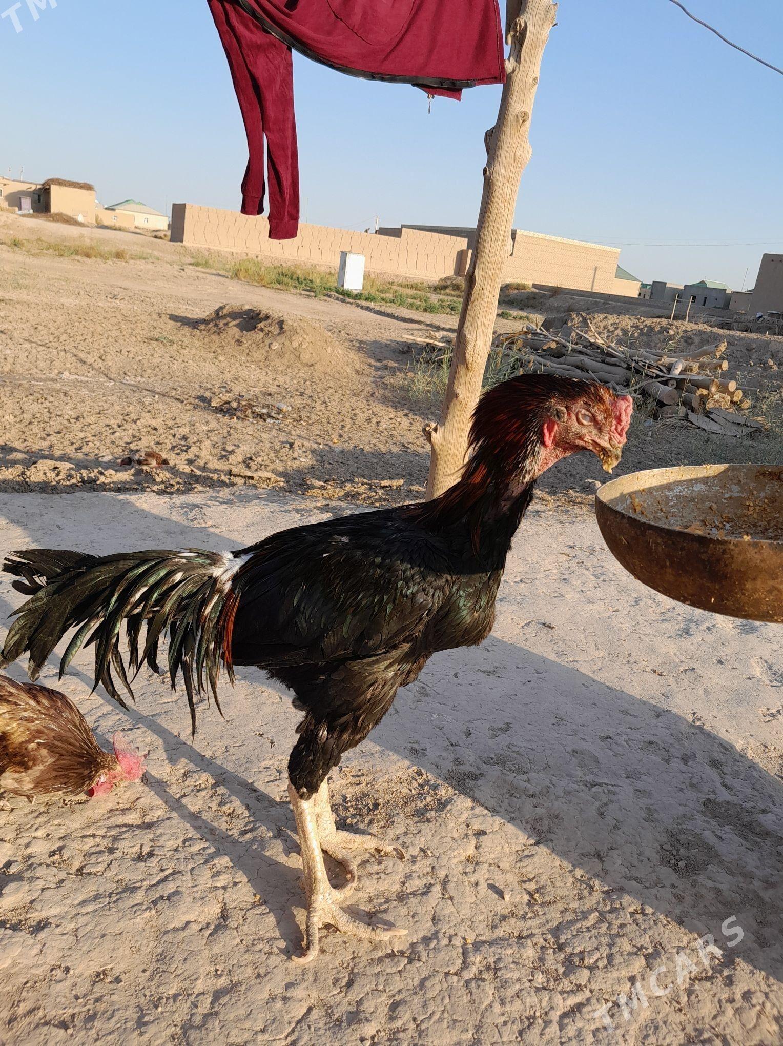 horaz - Гурбансолтан Едже - img 3