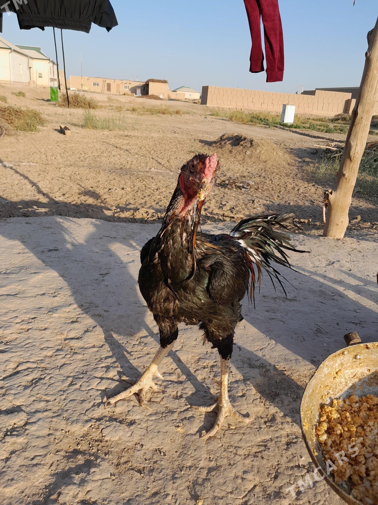 horaz - Гурбансолтан Едже - img 4