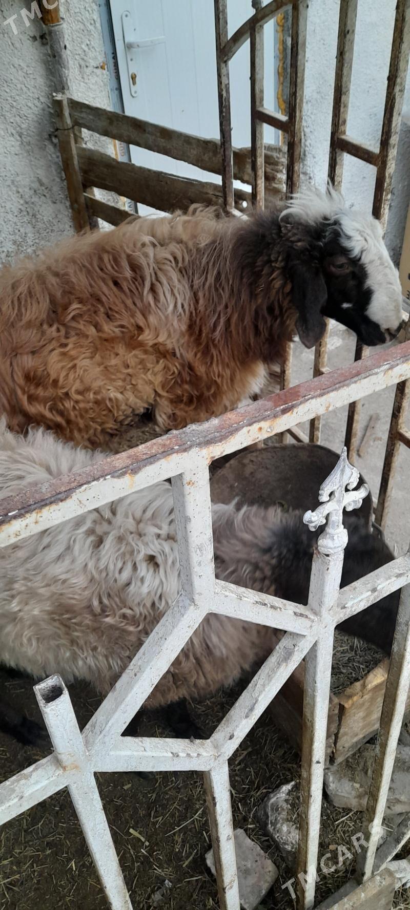 goyun - Çoganly - img 2