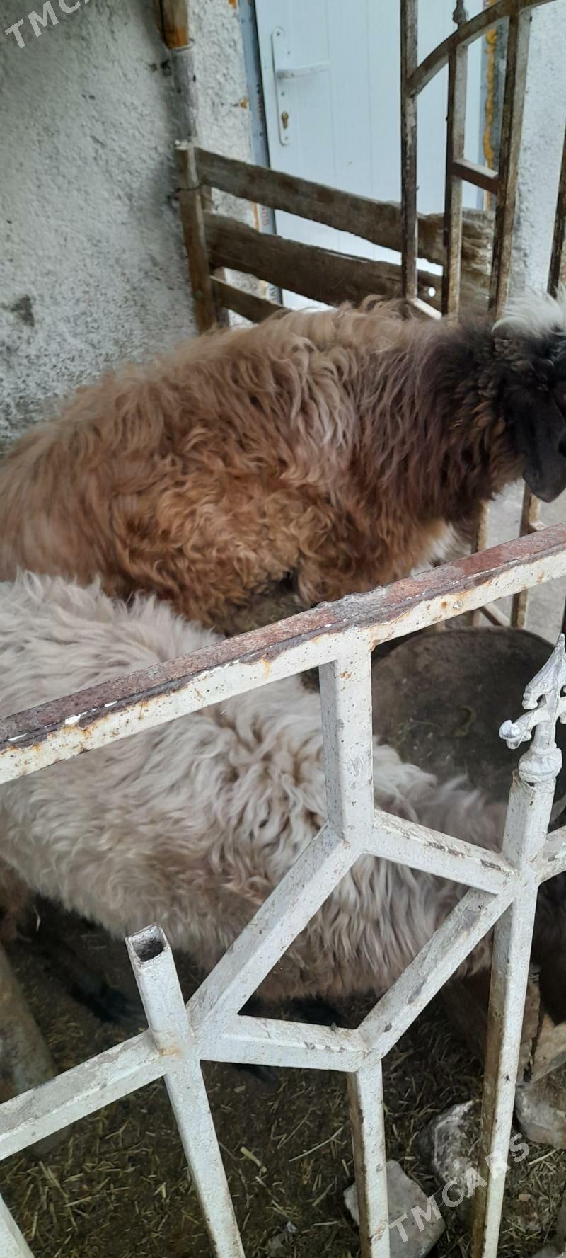 goyun - Çoganly - img 1