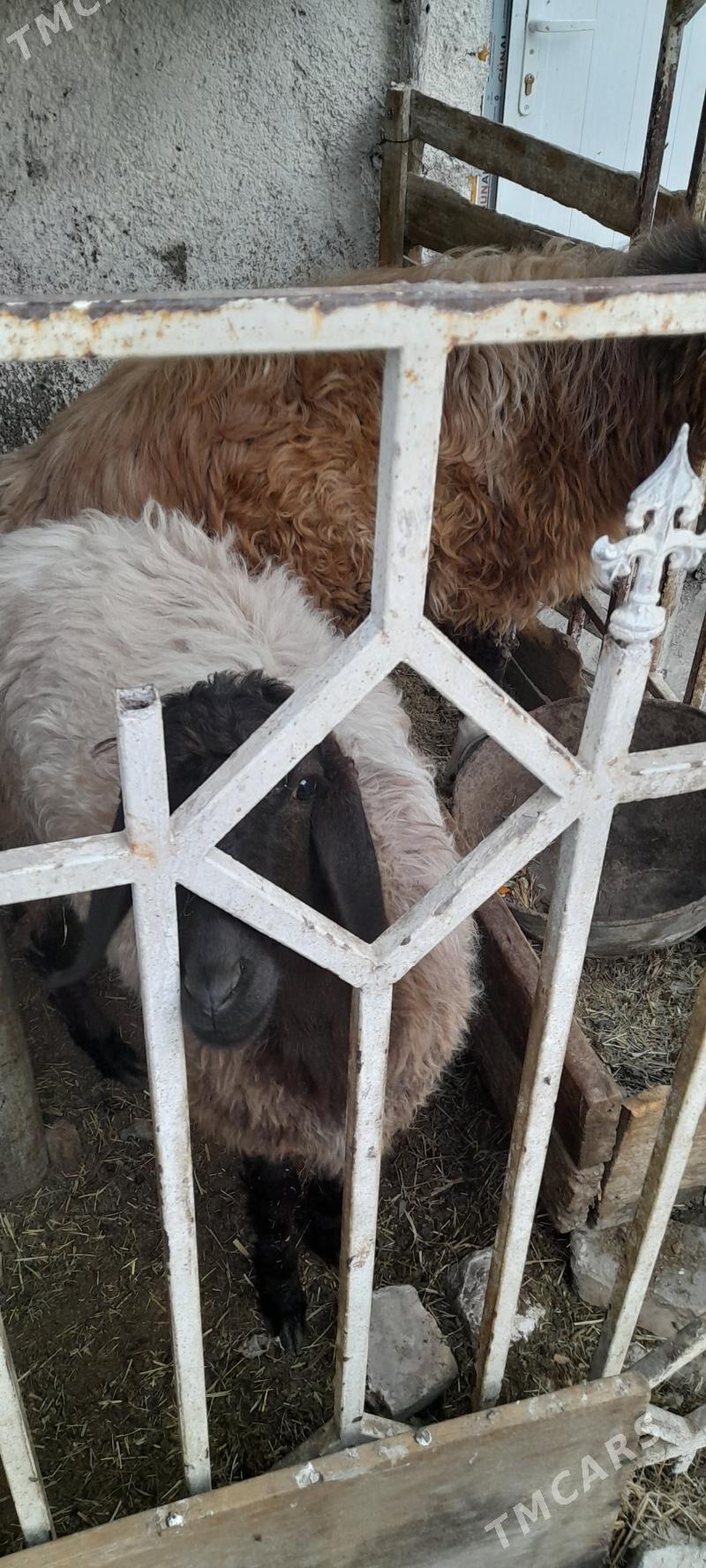 goyun - Çoganly - img 3