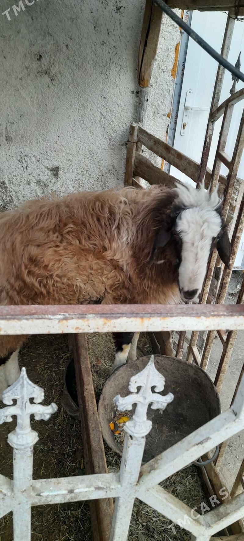 goyun - Çoganly - img 4