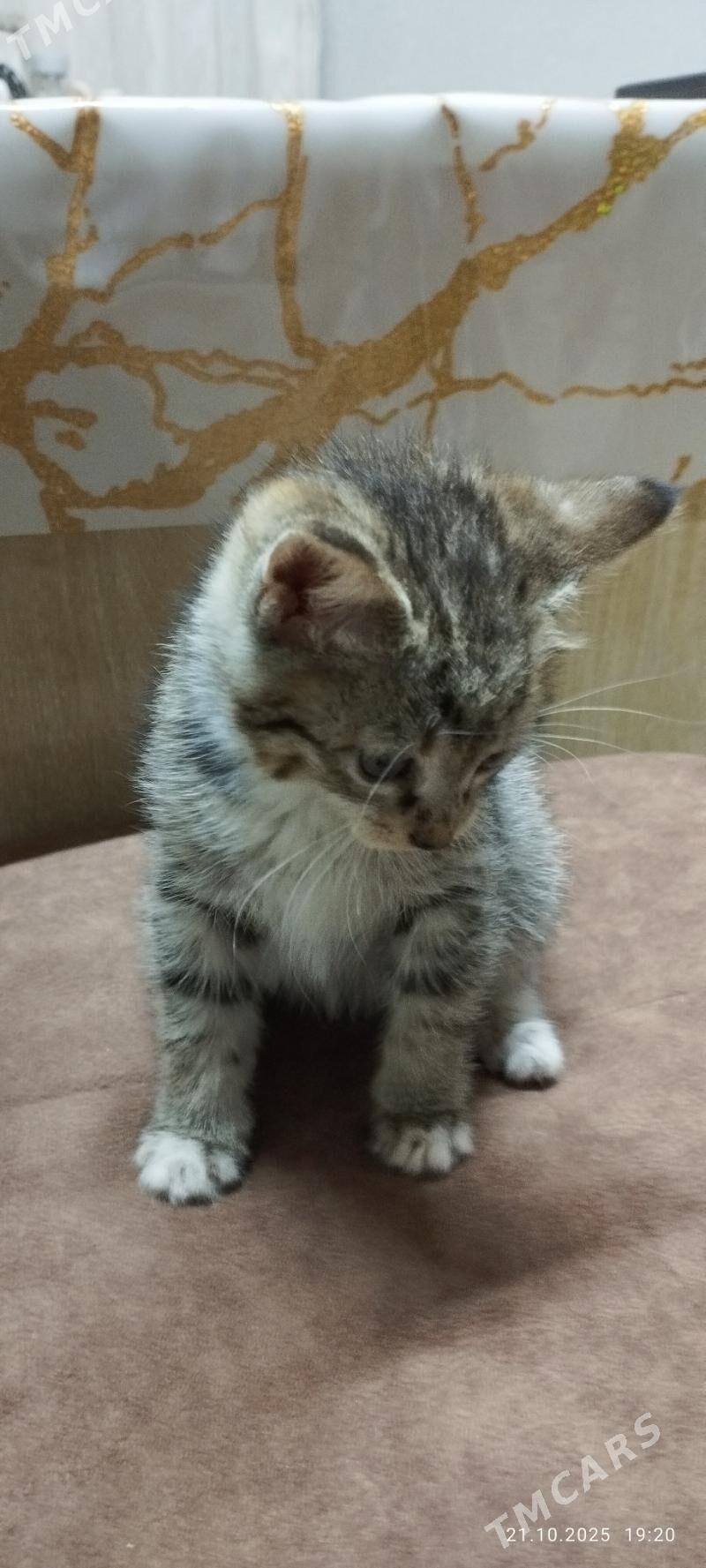 котенок - Туркменабат - img 2
