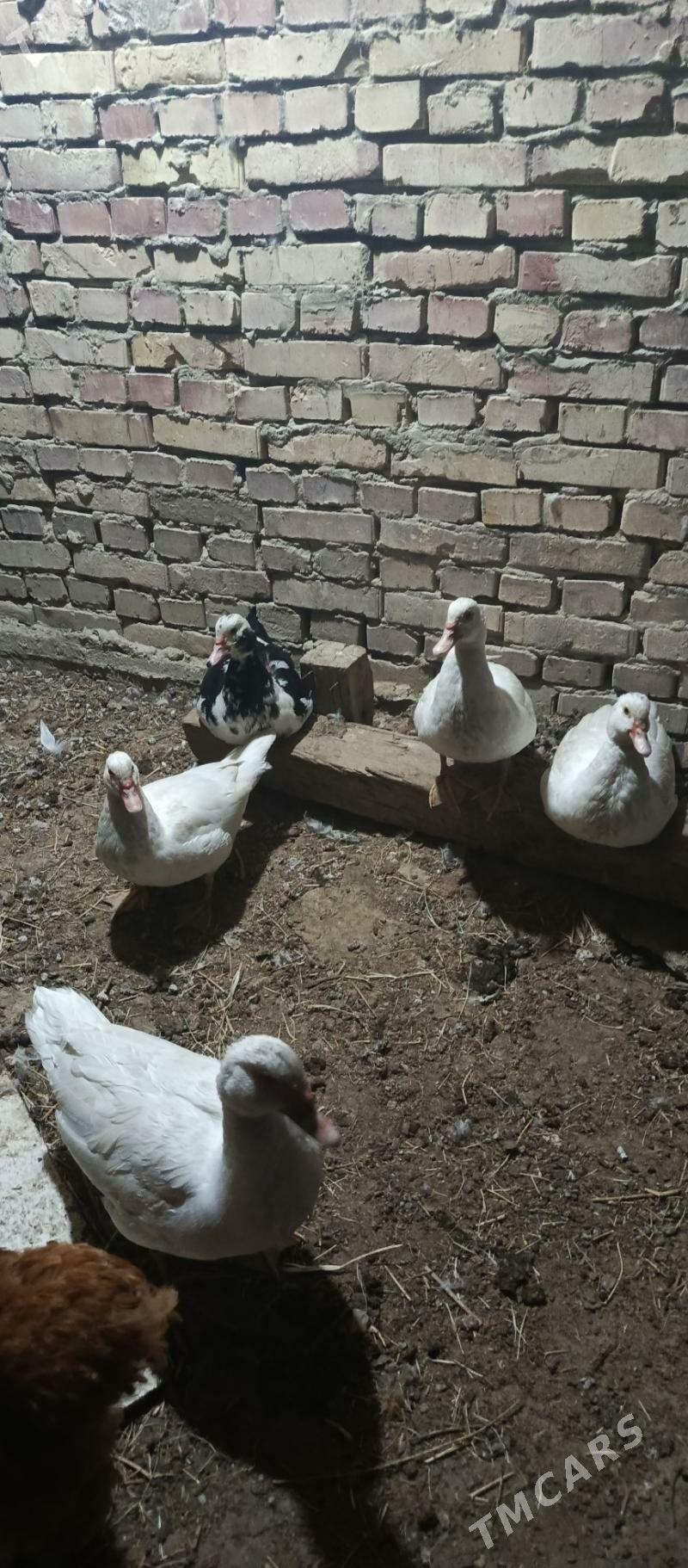 İndutga ördek gaz - Gökdepe - img 2