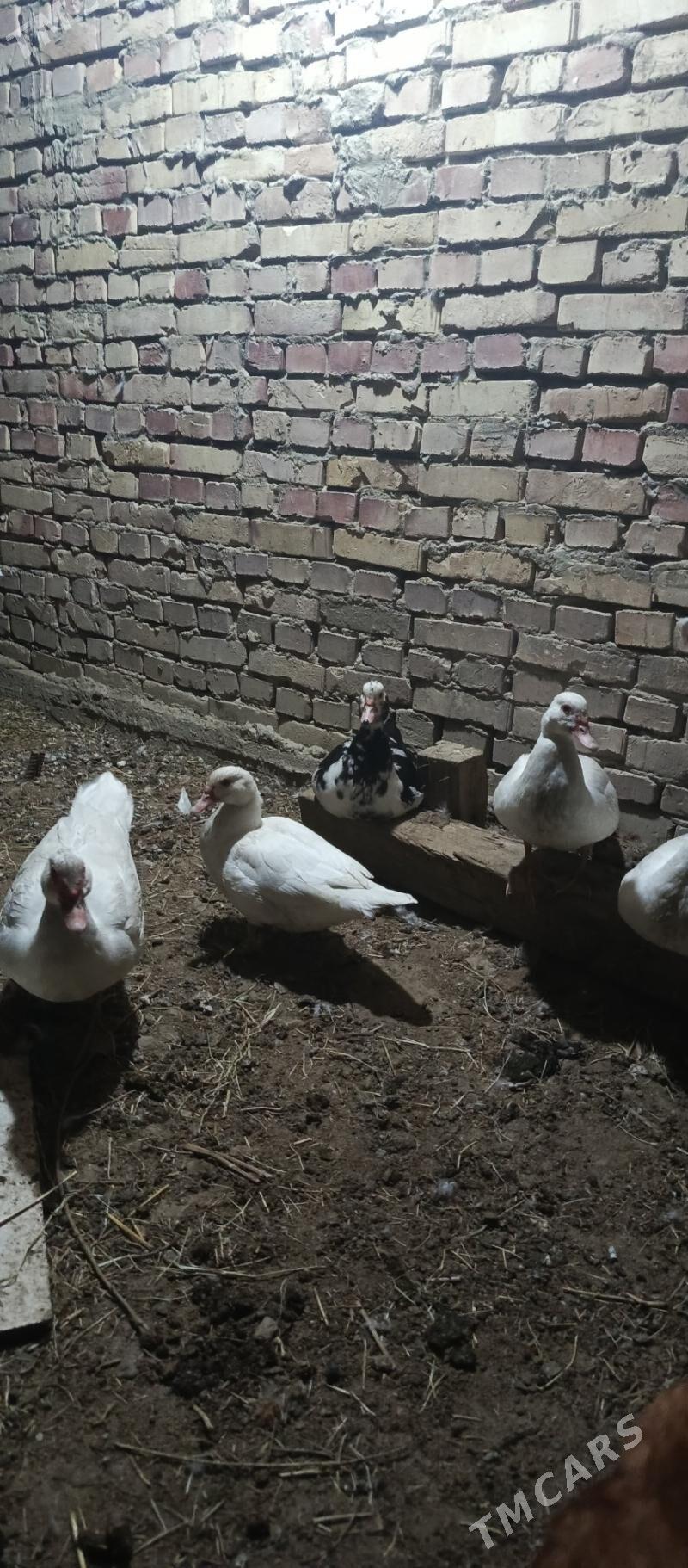 İndutga ördek gaz - Gökdepe - img 1