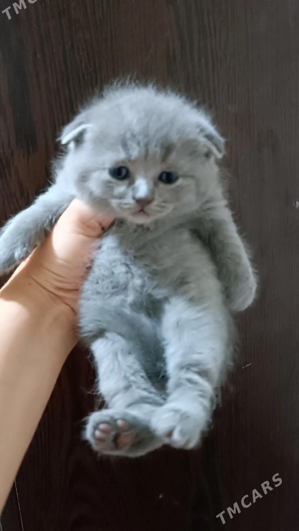 вислоушки - Ашхабад - img 3