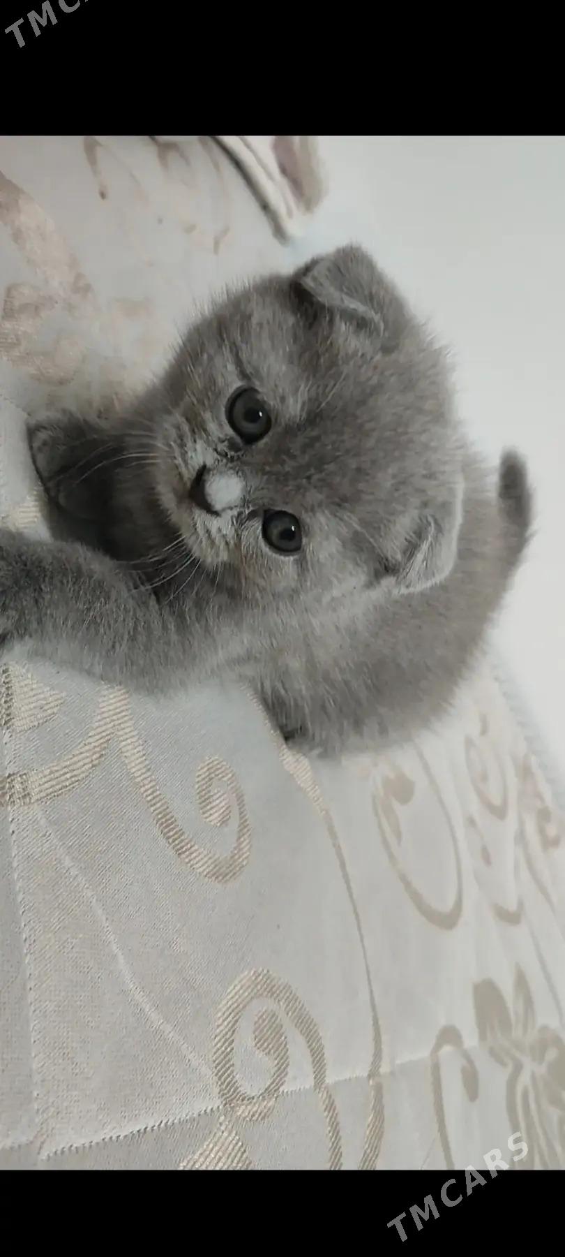 вислоушки - Ашхабад - img 2