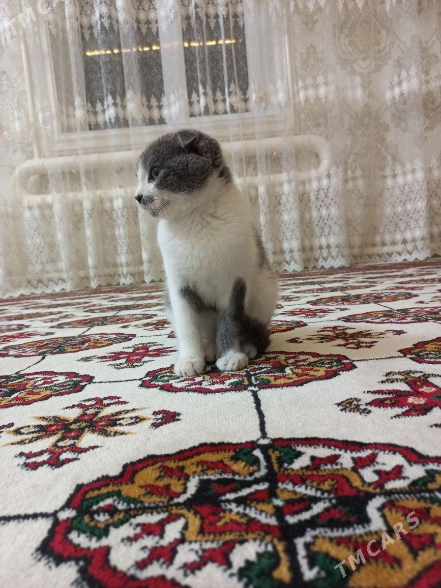 Шотландский веслоуха - Туркменабат - img 1