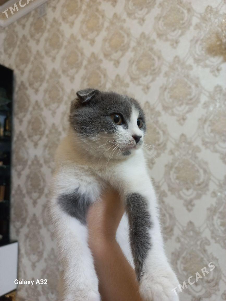 Шотландский веслоуха - Туркменабат - img 2