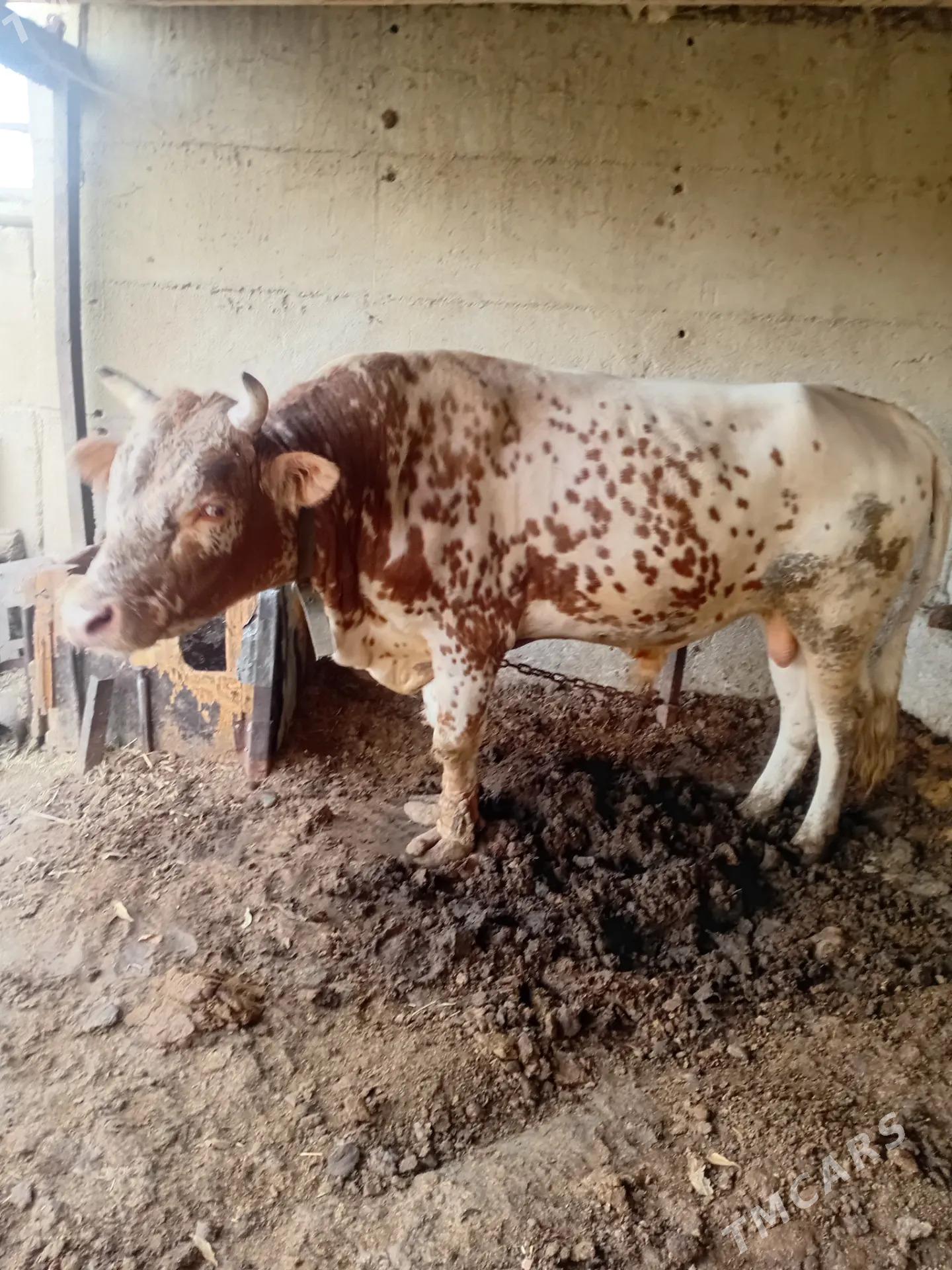 Okûz - Bäherden - img 2