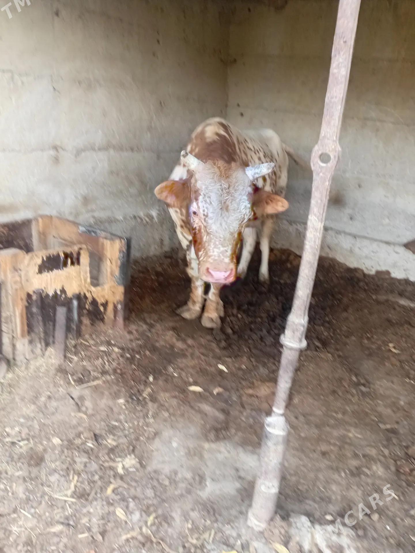 Okûz - Bäherden - img 1